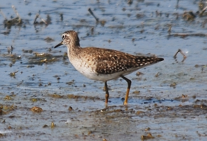 Limicoli da riconoscere